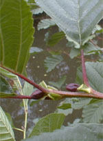 MSA ALNUS GLUTINOSA 50 ML - pharmaluna