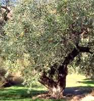 MSA OLEA EUROPEA 50 ML - pharmaluna