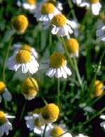 TSA MATRICARIA CHAMOMILLA 50 ML - pharmaluna