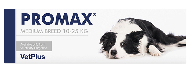 PROMAX MEDIUM BREED 18 ML - pharmaluna